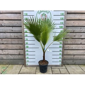 Mexická palma (Washingtonia Robusta) – výška kmeňa 20-30 cm, celková výška 100-120 cm, kont. C10L (-4°C) 